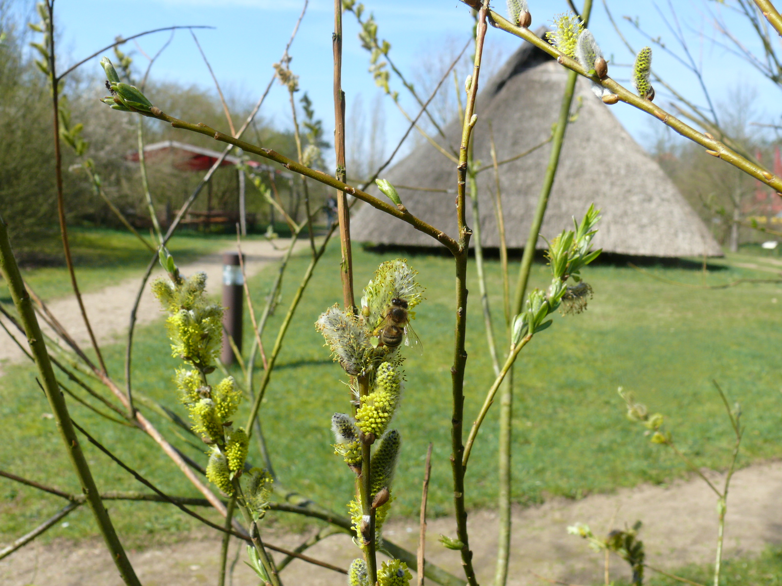 Frühling im Freilichtmuseum Hitzacker